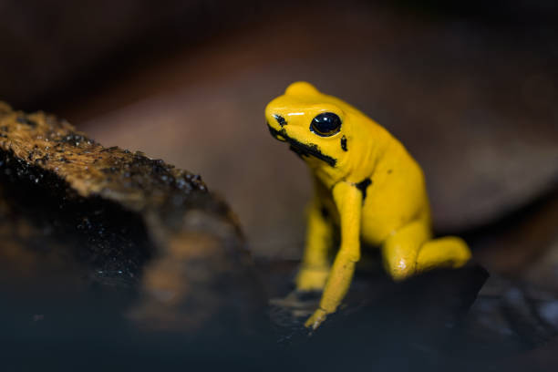 istock Golden poison frog sitting on leaf litter 970028686
