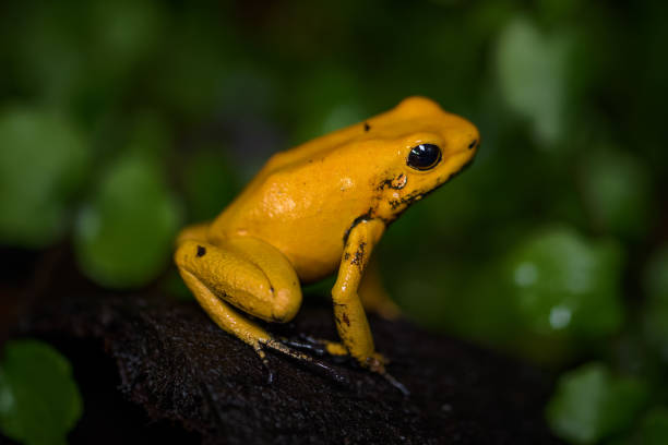 istock Golden poison frog sitting on leaf litter 970028688