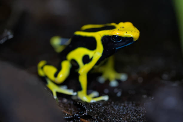 istock Dyeing poison arrow frog on the rainforest floor 970028700