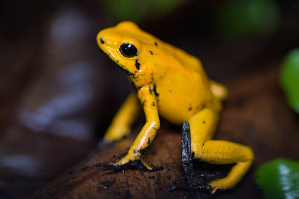 istock Golden poison frog sitting on leaf litter 970028702