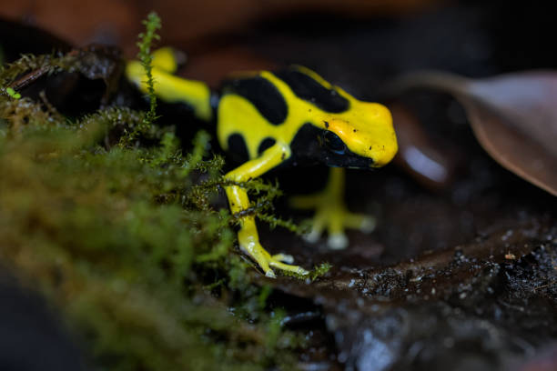 istock Dyeing poison arrow frog on the rainforest floor 970028706