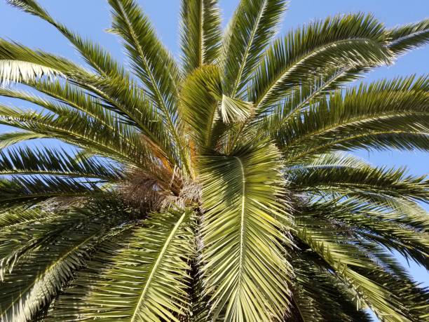 istock PHOENIX CANARIENSIS BALLONA ECOLOGICAL RESERVE 970031108