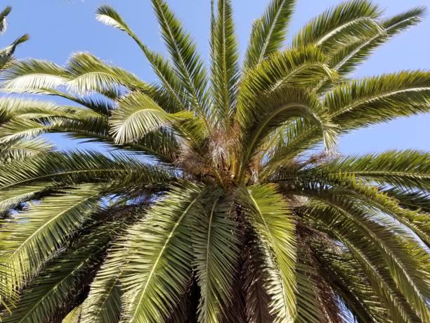 istock PHOENIX CANARIENSIS BALLONA ECOLOGICAL RESERVE 970031110