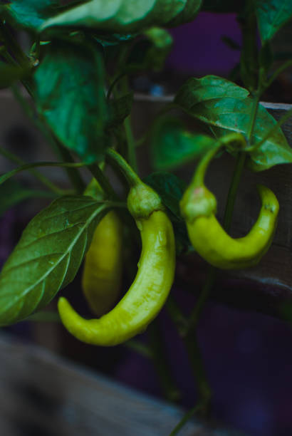istock Banana peppers on the vine 970031192
