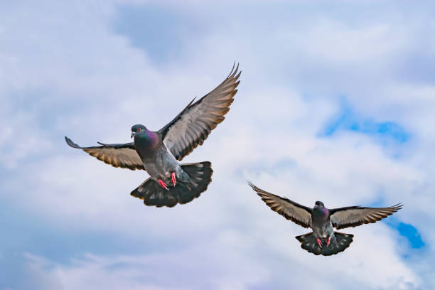 Flying wild pigeons, Flying wild pigeons, spring landscape dove bird photos stock pictures, royalty-free photos & images