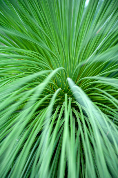 Close-up on leaves of Queretaro Yucca (Yucca queretaroensis, biconvex, denticulate-leaf), a plant species in the genus Yucca, family Asparagaceae, native to the Sierra Madre Occidental of the Mexican states of Hidalgo, Guanajuato, and Queretaro primer plano en las hojas de querétaro yucca (yucca queretaroensis, biconvexas, denticulado-hoja), una especie de plantas del género yucca, familia asparagaceae, nativa de la sierra madre occidental de los estados mexicanos de hidalgo, guanajuato y quer�