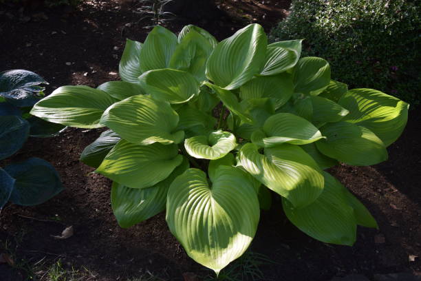 istock Leaves of hosta 970033904