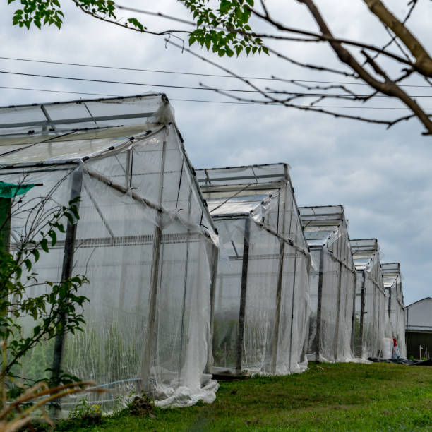 istock Row of Greenhouse 970036932