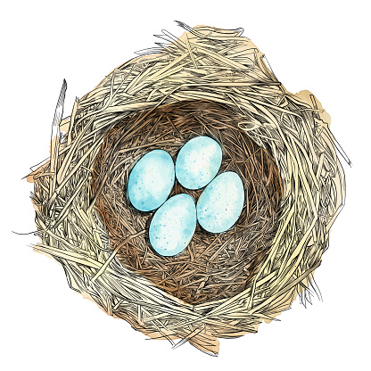 Bird Nest with Eggs Pen and Ink Vector Drawing