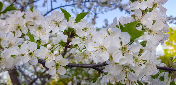 istock White cherry blossoms close-up on a tree branch. Springtime. 970038200