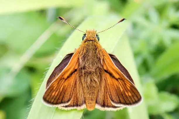 Photo of Close-up of male Large Skipper Butterfly
