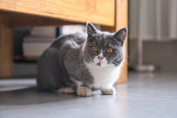 istock The British short hair cat lying on the ground 970043076