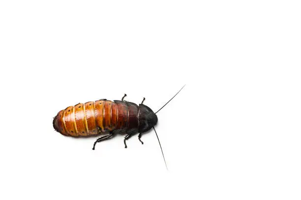 Photo of Madagascar hissing Cockroach. Madagascar hissing cockroach isolated on white.