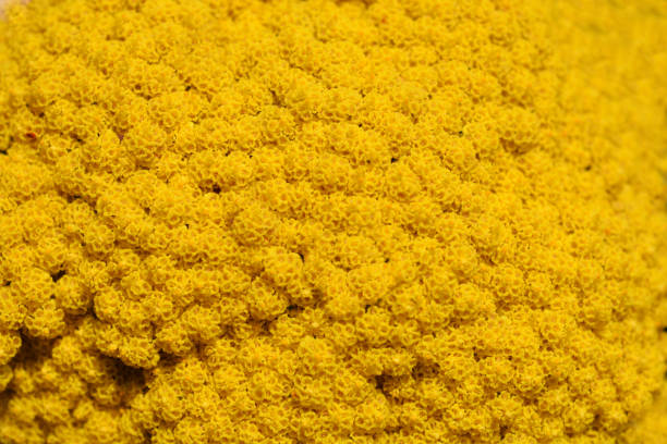 Fern-leaf yarrow Fern-leaf yarrow yellow flower close up - Latin name - Achillea filipendulina Gold Plate fernleaf yarrow in garden stock pictures, royalty-free photos & images