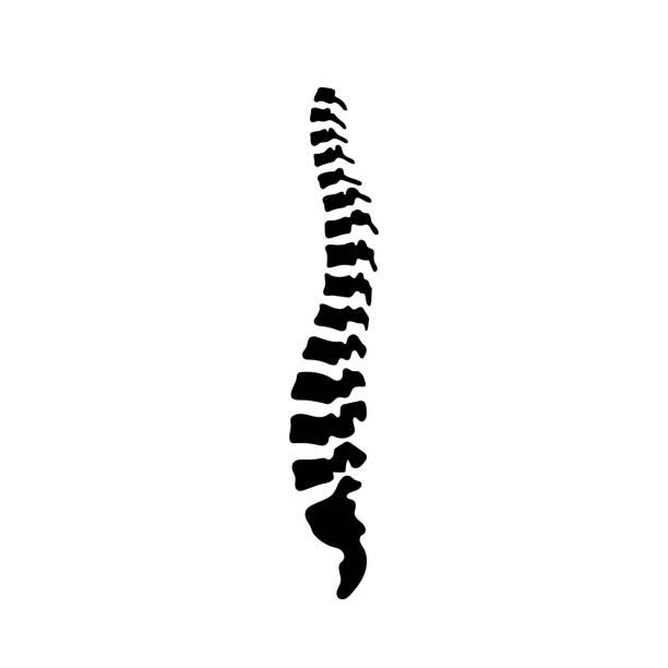 ilustrações, clipart, desenhos animados e ícones de ilustração em vetor coluna vertebral humana - human spine human vertebra disk spinal