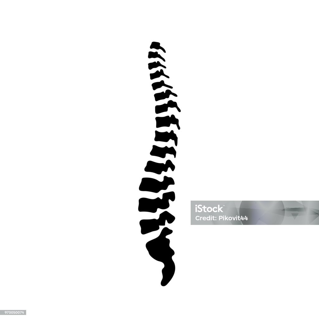 Vector human spine illustration Vector human spine isolated silhouette illustration. Spine pain medical center, clinic, institute, rehabilitation, diagnostic, surgery logo element. Spinal icon symbol design. Concept of scoliosis Spine - Body Part stock vector