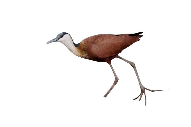 istock African jacarna, Actophilornis africanus 970053526