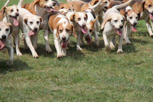 istock Pack of Hunting Hounds. 970053552