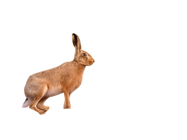 istock European Brown hare, Lepus europaeus 970053686