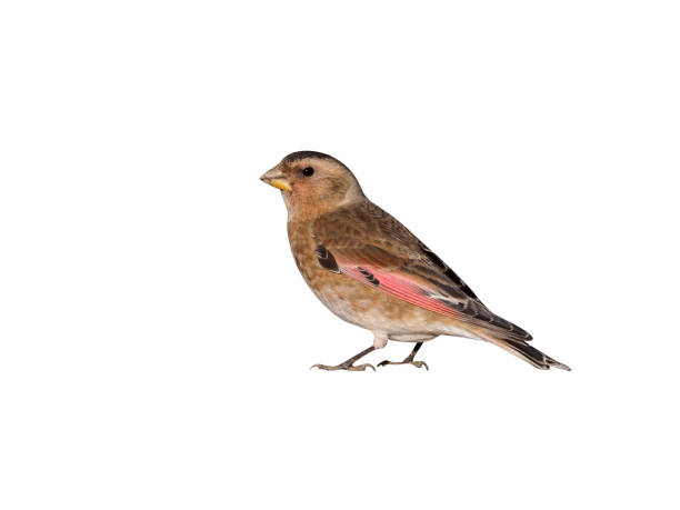 istock Crimson-winged finch, Rhodopechys sanguinea 970053784