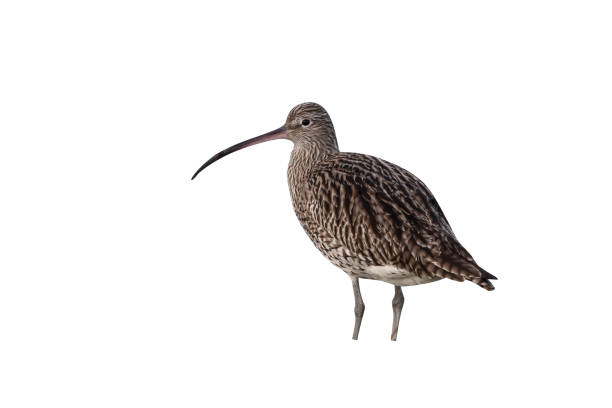 Curlew, Numenius arquata, single bird by water, Netherlands, January 2017