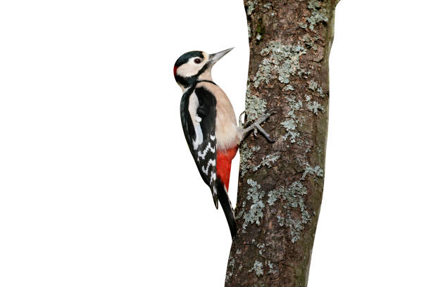 istock Great-spotted woodpecker,  Dendrocopos major 970054118