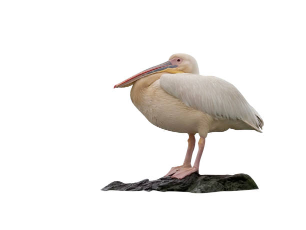 istock Great white-pelican, Pelecanus onocrotalus 970054194
