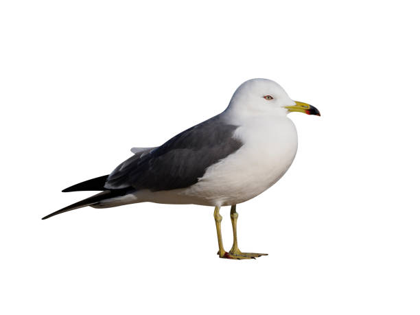 istock Black-tailed gull, Larus crassirostris 970054248
