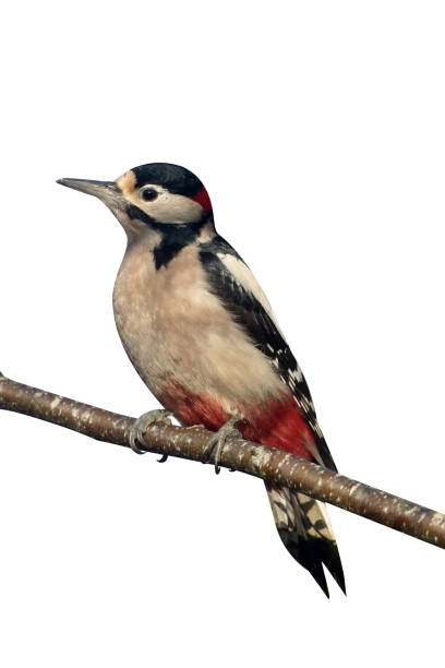 istock Great-spotted woodpecker, Dendrocopos major 970055422