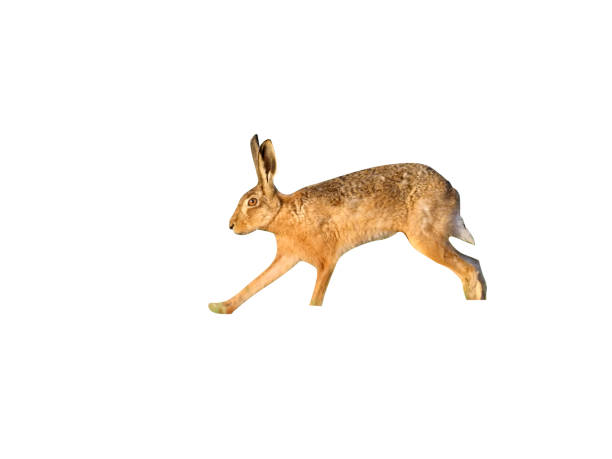 istock European brown hare, Lepus europaeus 970056404