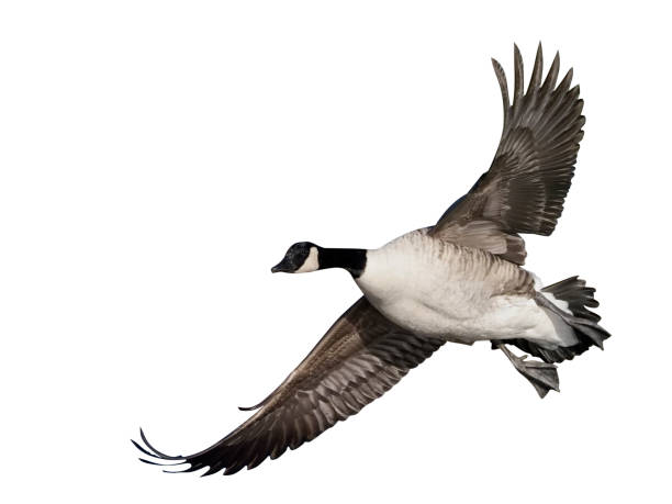 istock Canada goose, Branta canadensis 970056452