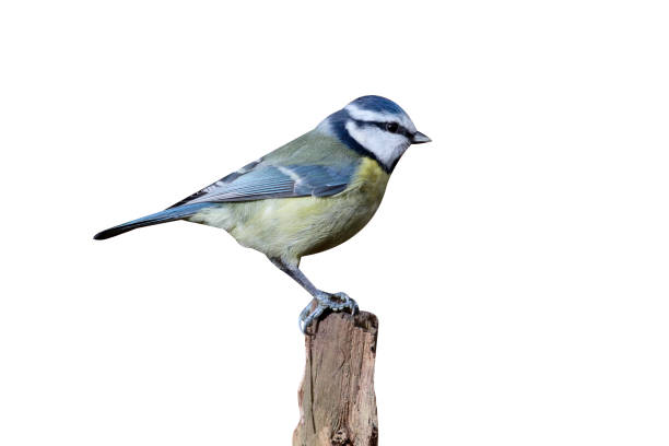 istock Blue tit, Cyanistes caeruleus 970056636