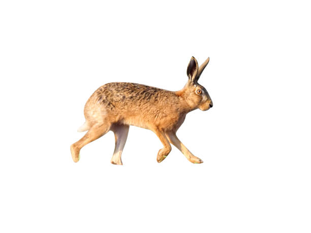 istock European brown hare, Lepus europaeus 970056718