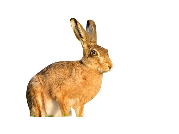 istock European brown hare, Lepus europaeus 970056780