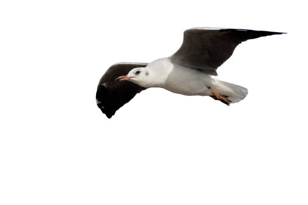 istock Black-headed gull, Chroicocephalus ridibundus 970057368