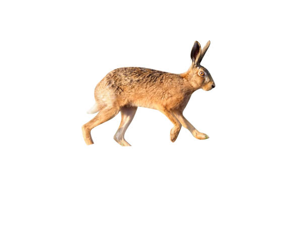 istock European brown hare, Lepus europaeus 970057618