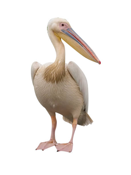istock Great white-pelican, Pelecanus onocrotalus 970057664