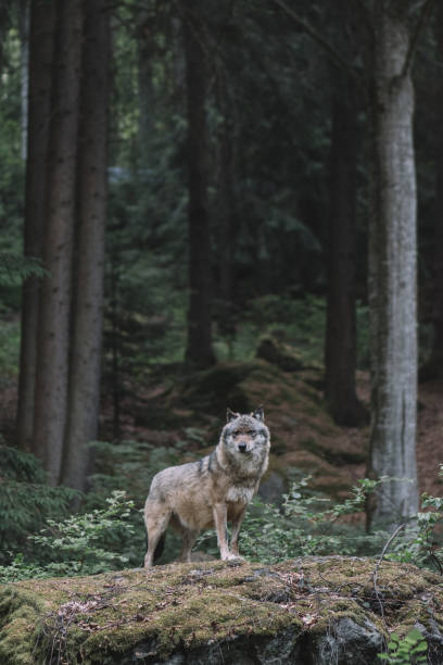istock Wolf at Bayerischer Wald national park, Germany 970057956