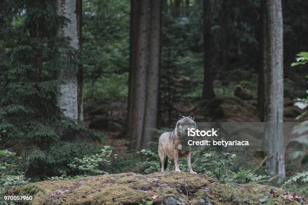 Lobo En El Parque Nacional Bayerischer Wald Alemania Foto de stock y más banco de imágenes de Lobo