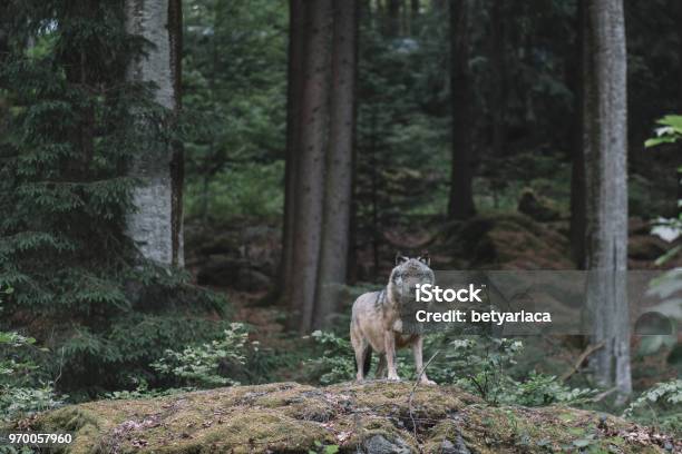 Wolf At Bayerischer Wald National Park Germany Stock Photo - Download Image Now - Wolf, Gray Wolf, Forest