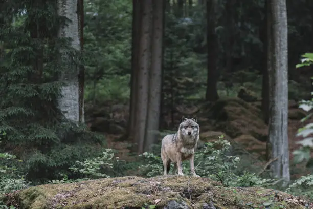 Wolf at Bayerischer Wald national park, Germany