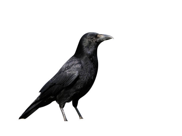 istock Carrion crow, Corvus corone 970058000