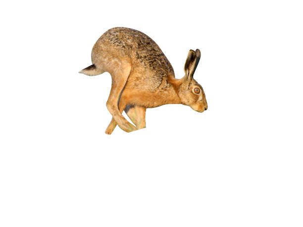 istock European brown hare, Lepus europaeus 970058026