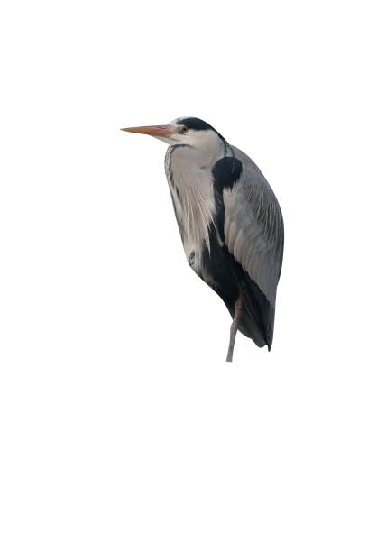 istock Grey heron, Ardea cinerea 970058750