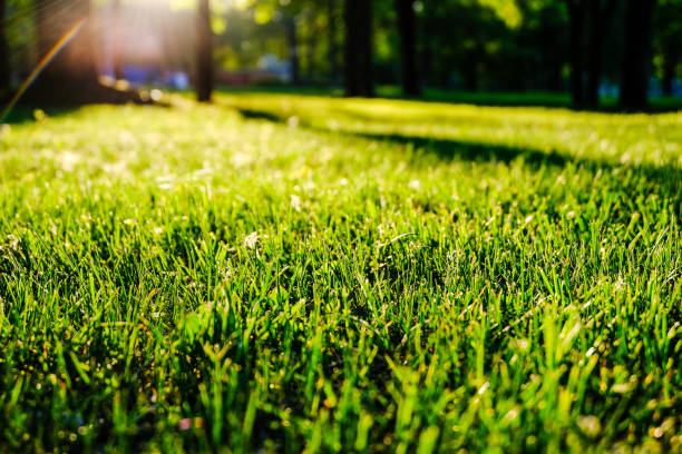 istock birch tree leaves and branches against dark background with sun rays in sunrise 970060298