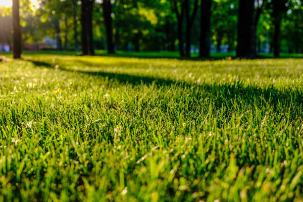 istock birch tree leaves and branches against dark background with sun rays in sunrise 970060304