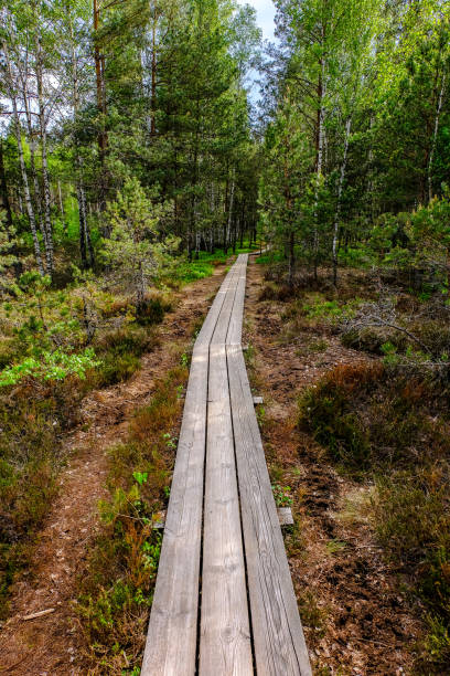 istock wooden boardwalk in bog swamp area 970060362