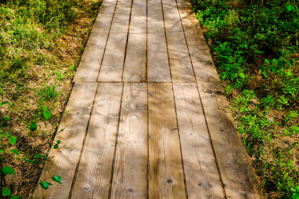 istock wooden boardwalk in bog swamp area 970060374