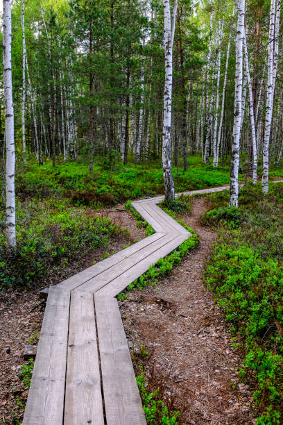 istock wooden boardwalk in bog swamp area 970060562