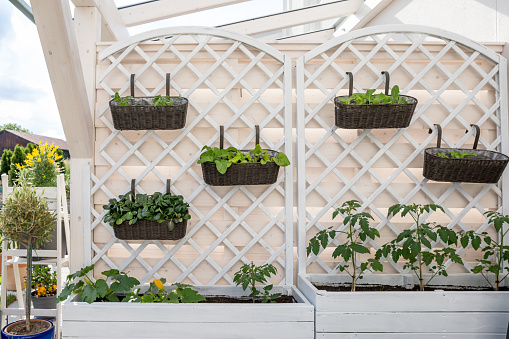 Vegetables and salad in decorative vertical garden and raised bed